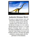 Dinosaur Bone - Fossil