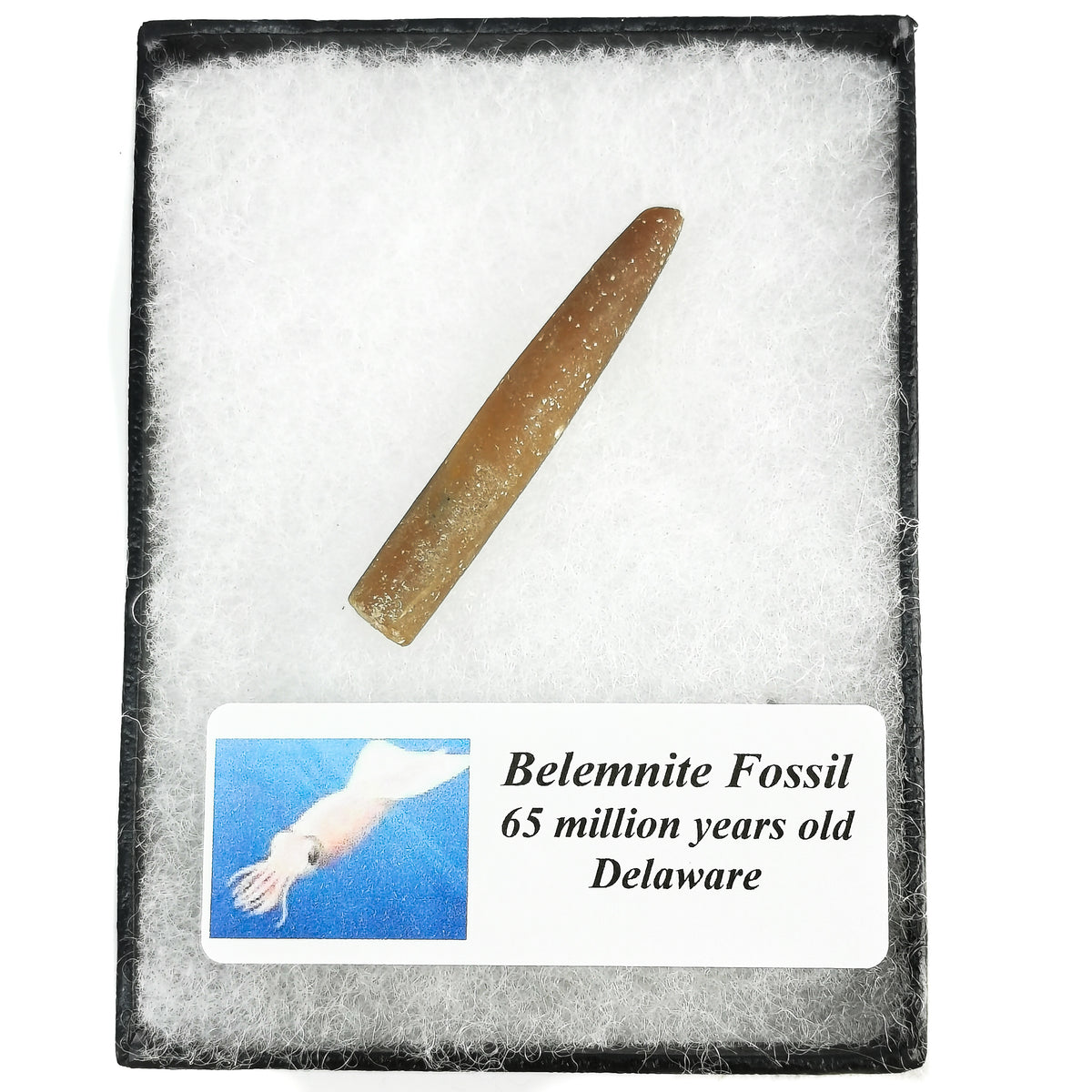 Belemnite - Fossil
