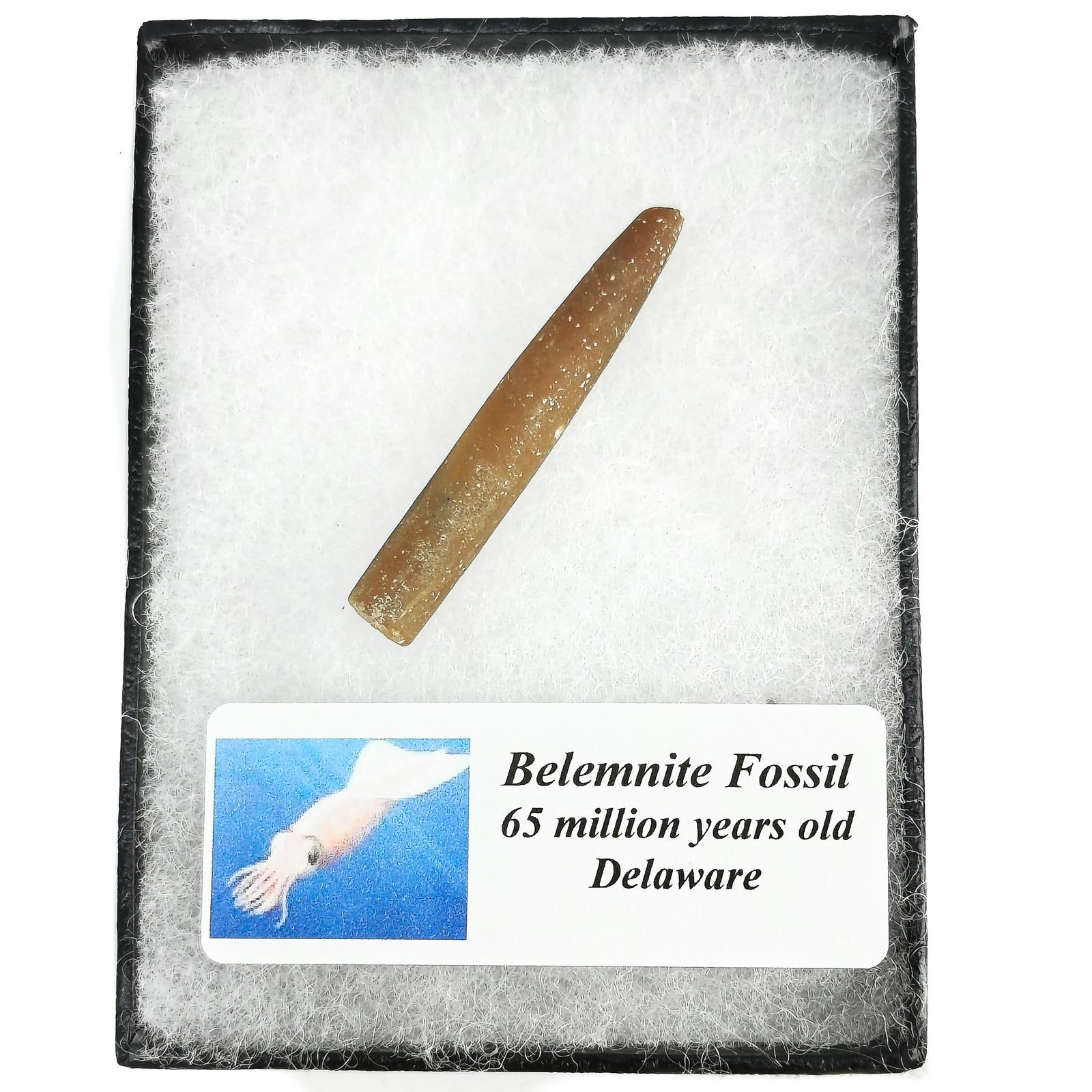 Bellomite Belemnite - Fossil
