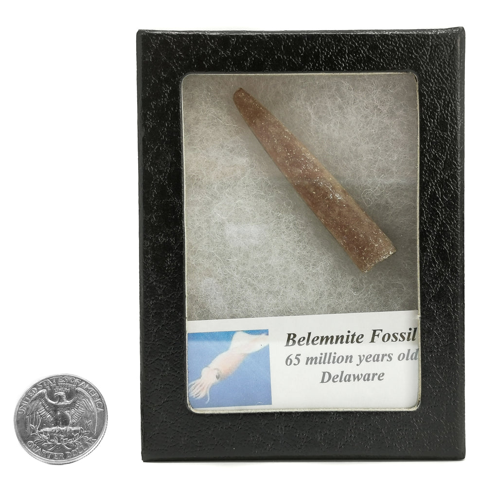 Bellomite Belemnite - Fossil