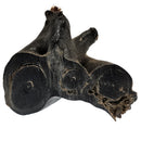 Royal Black Coral - Rough