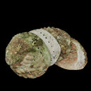 Black Lip Abalone - Shell