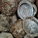 Black Lip Abalone - Shell
