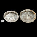 Black Lip Abalone - Shell