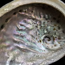 Black Lip Abalone - Shell