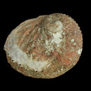 Black Lip Abalone - Shell