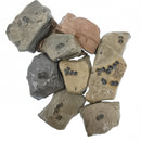 盲三叶虫 - 化石