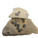 盲三叶虫 - 化石