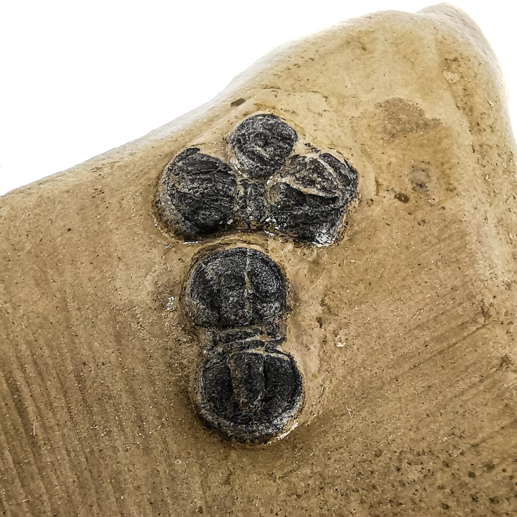 Blind Trilobite - Fossil