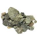 腕足动物被压扁 - 化石