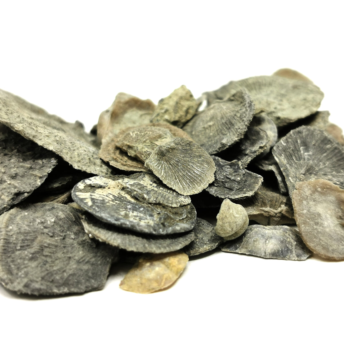 Brachiopod Squashed fossil from Illinois, USA.