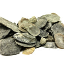 腕足动物被压扁 - 化石