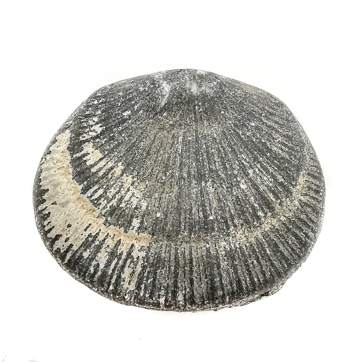 Brachiopod Squashed fossil from Illinois, USA.