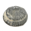 腕足动物被压扁 - 化石