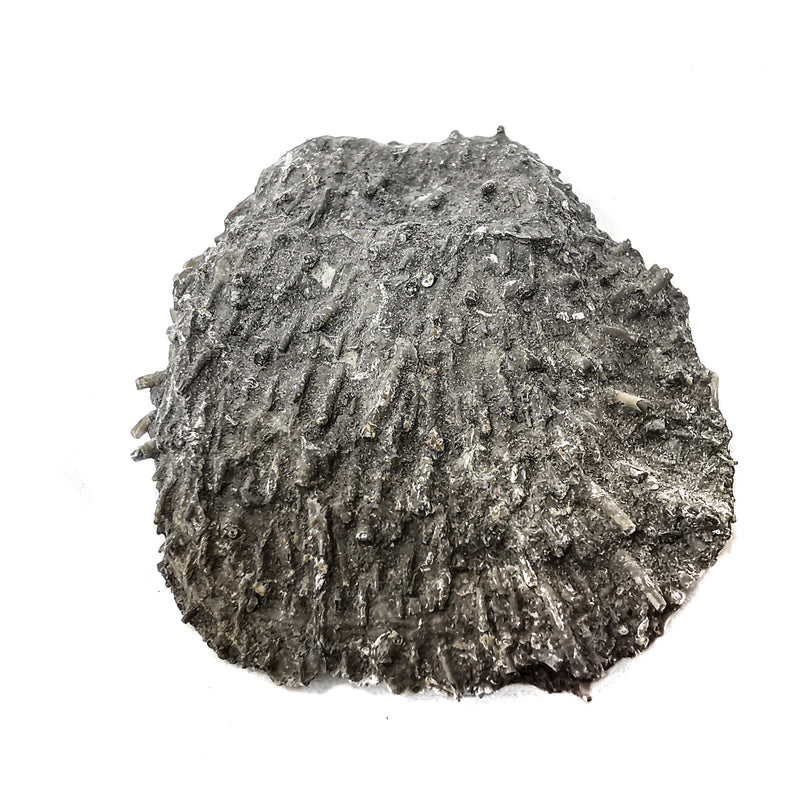 Brachiopod Squashed - Fossil