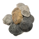 腕足动物被压扁 - 化石