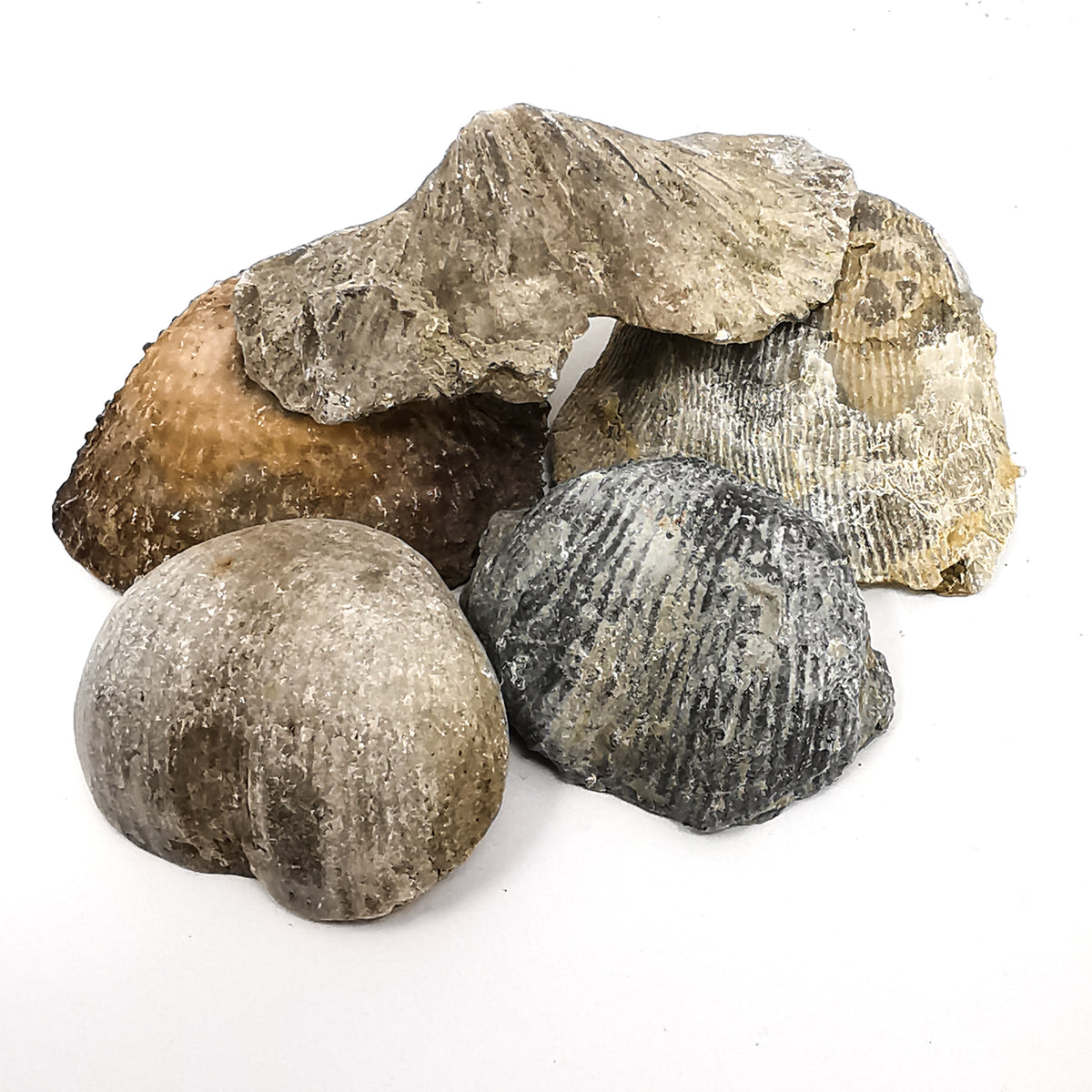 Brachiopod fossil from Illinois, USA.