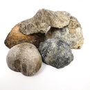 腕足动物 - 化石