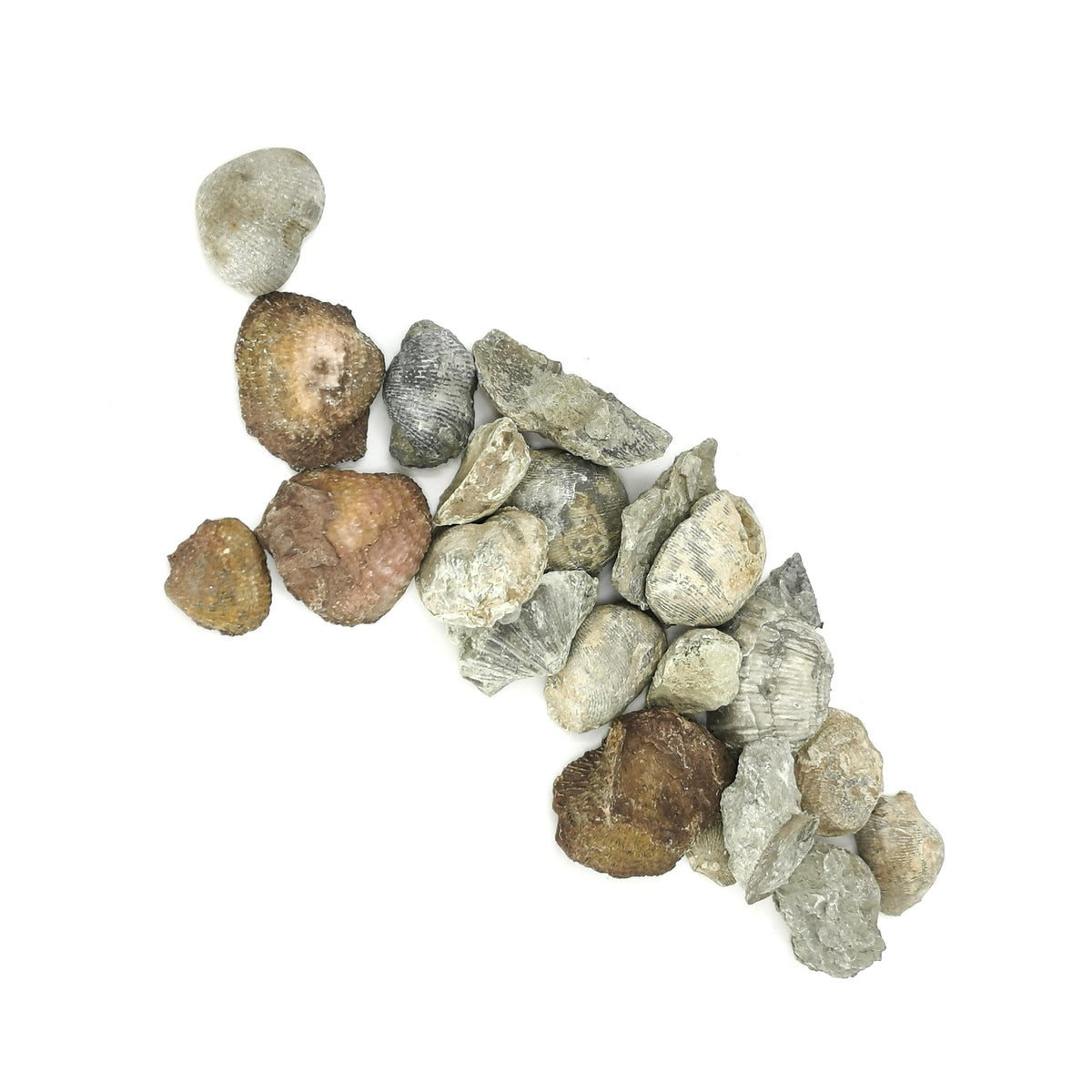 Brachiopod fossil from Illinois – scattered shells