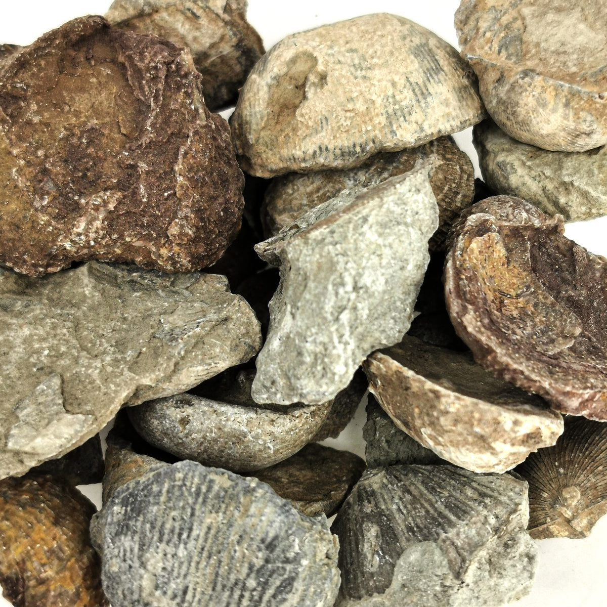 Brachiopod fossil from Illinois – pile of shells