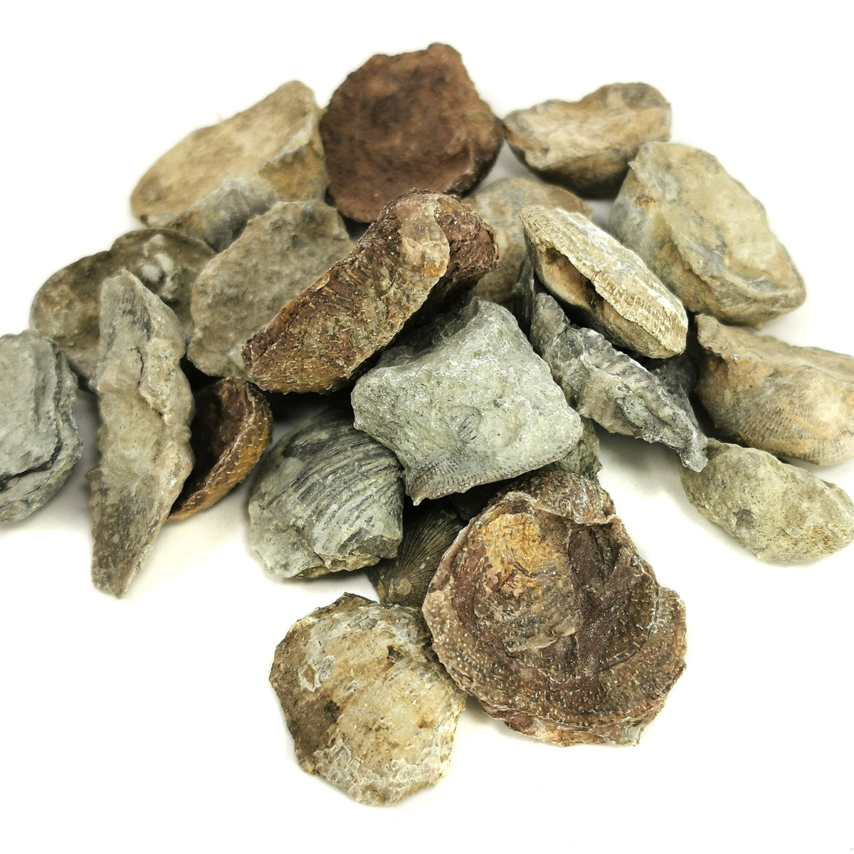 Brachiopod fossil from Illinois – heap of shells