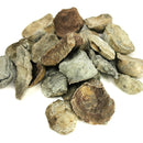 腕足动物 - 化石