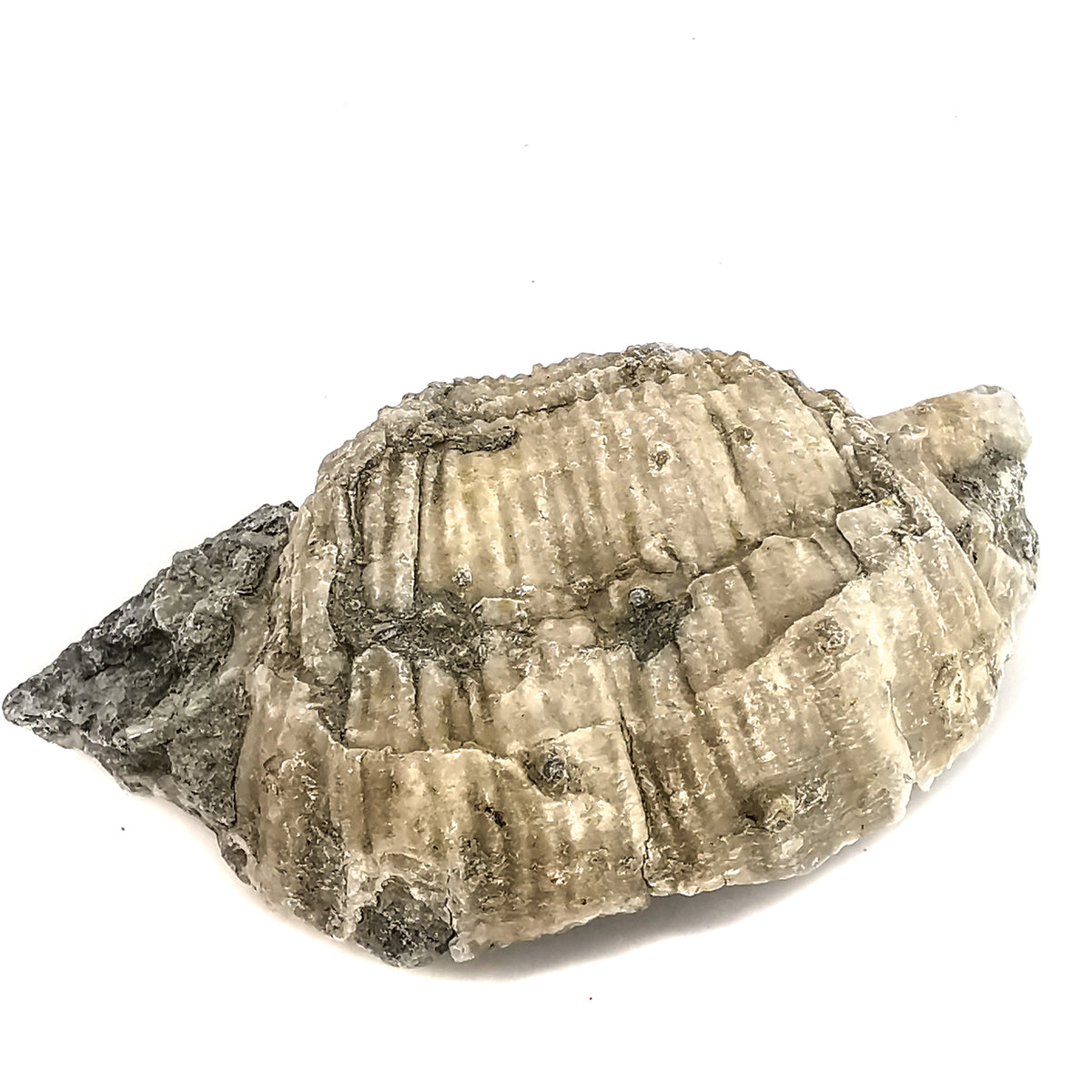 Brachiopod fossil from Illinois – shell, side view