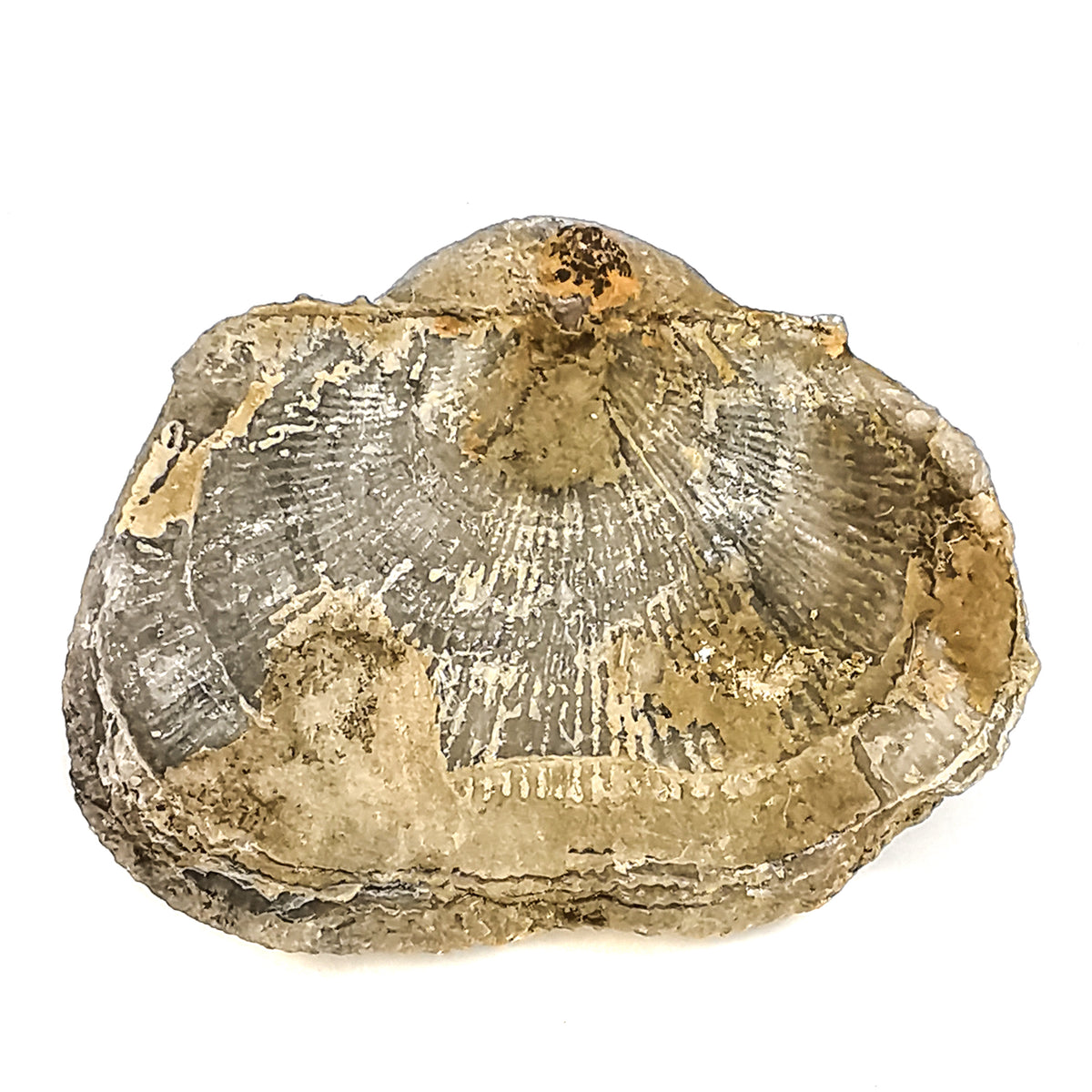 Brachiopod fossil from Illinois – shell, top view