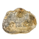 腕足动物 - 化石