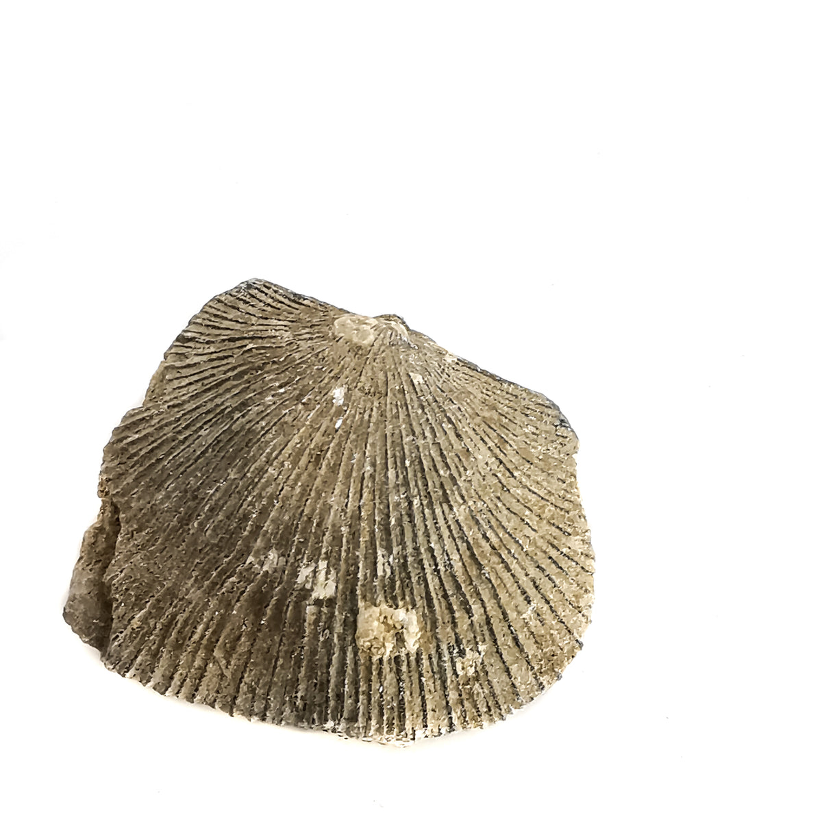 Brachiopod fossil from Illinois, USA.