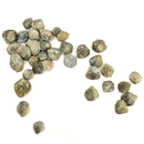 腕足动物 - 完整 - 化石