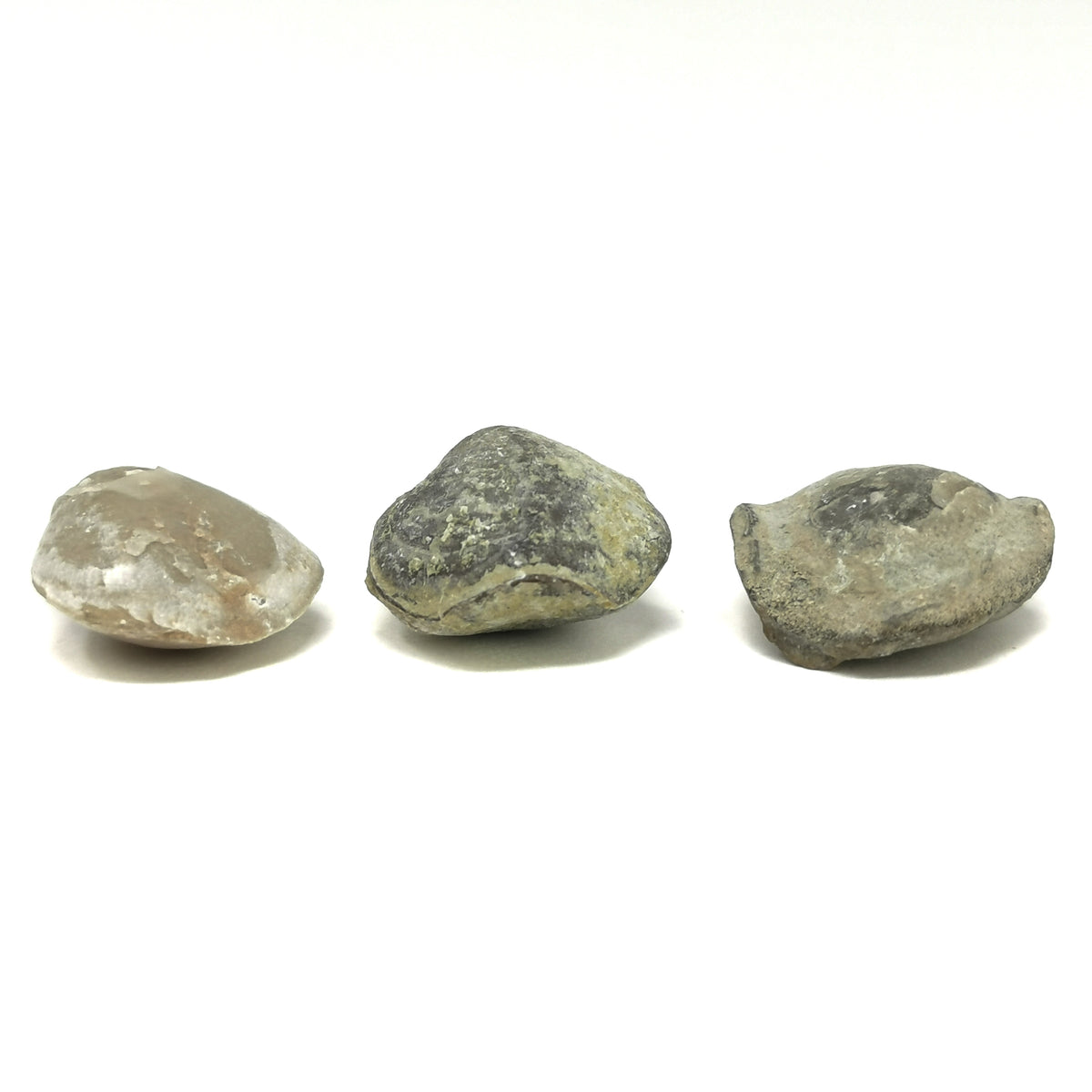 Brachiopod smooth full fossil from LaSalle County, Illinois, USA.