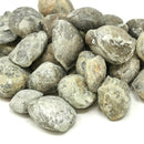 腕足动物 - 完整 - 化石