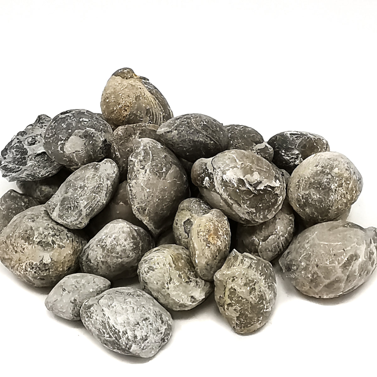Brachiopod smooth full fossil from LaSalle County, Illinois, USA.
