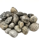 腕足动物 - 完整 - 化石