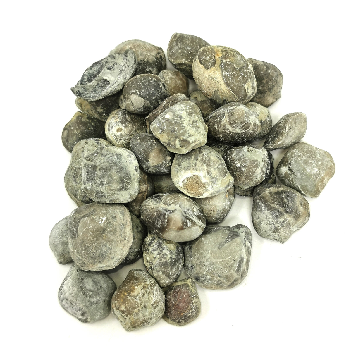 Brachiopod smooth full fossil from LaSalle County, Illinois, USA.
