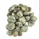 腕足动物 - 完整 - 化石