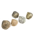 腕足动物 - 完整 - 化石