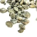 Neospirifer 腕足动物 - 化石