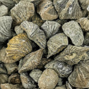 Neospirifer 腕足动物 - 化石