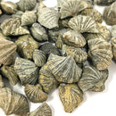 Neospirifer 腕足动物 - 化石