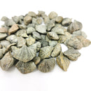 Neospirifer 腕足动物 - 化石