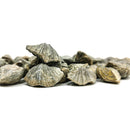 Neospirifer 腕足动物 - 化石