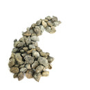 Neospirifer 腕足动物 - 化石