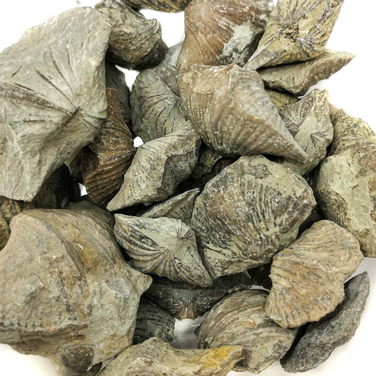 Brachiopod ribbed full fossil from LaSalle County, Illinois, USA.