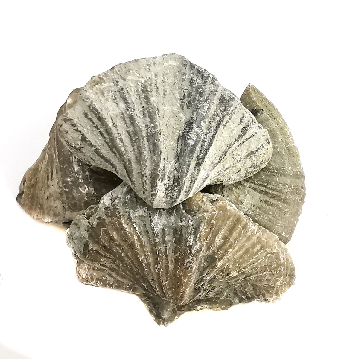Brachiopod ribbed full fossil from LaSalle County, Illinois, USA.