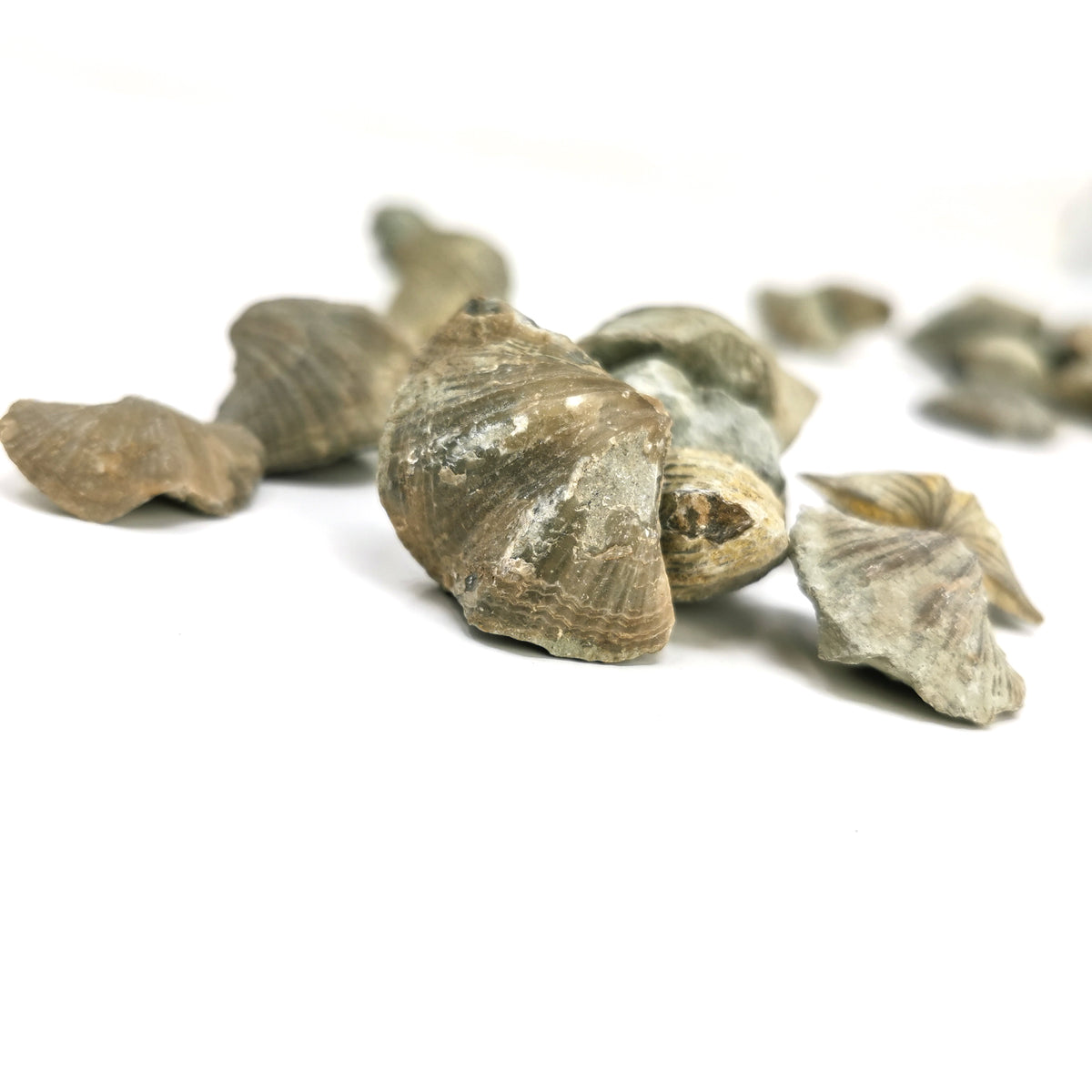 Brachiopod ribbed full fossil from LaSalle County, Illinois, USA.