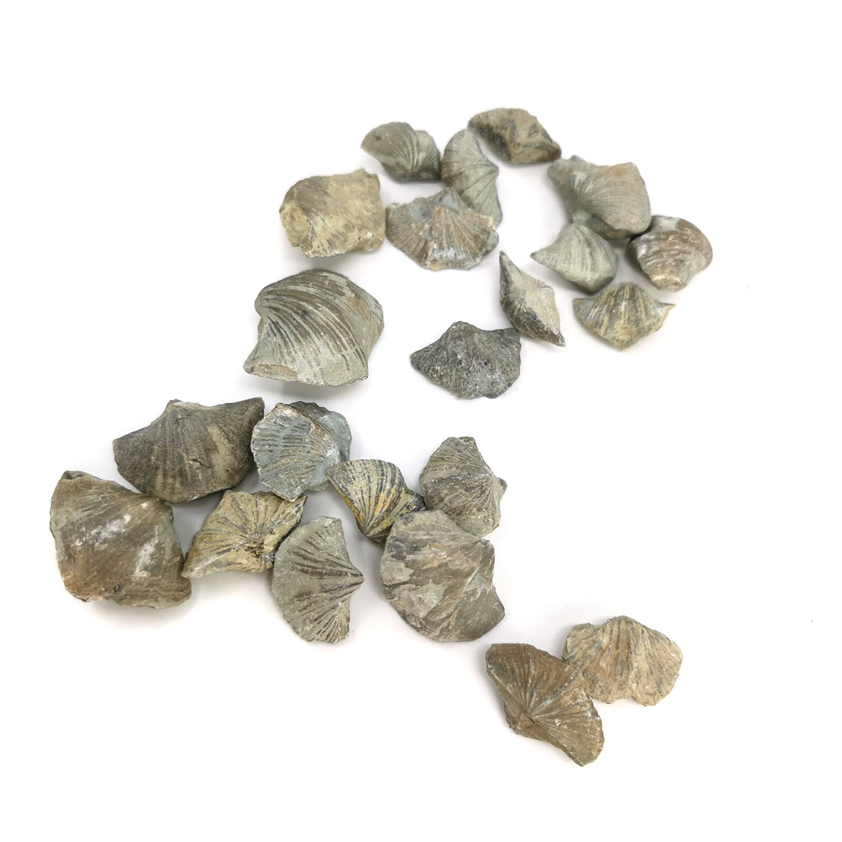 Brachiopod ribbed full fossil from LaSalle County, Illinois, USA.