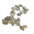 腕足动物 - 完整 - 化石