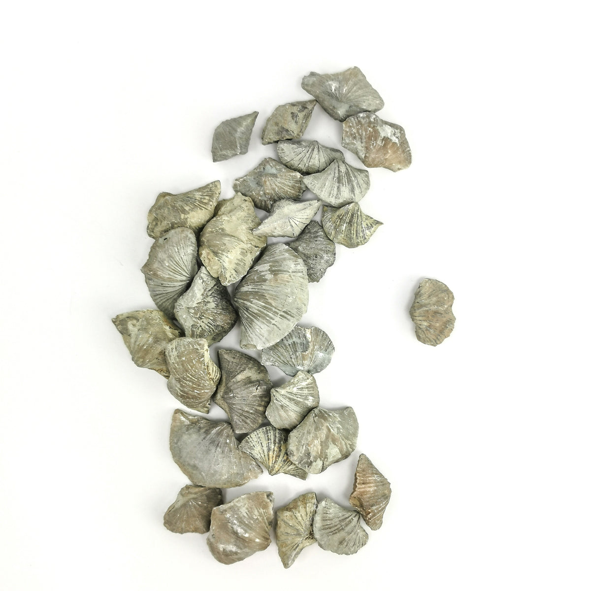 Brachiopod ribbed full fossil from LaSalle County, Illinois, USA.